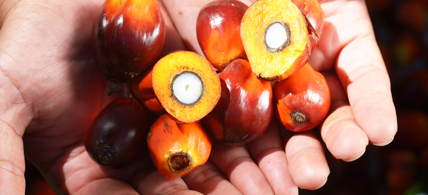 Palm Oil Thumbnail